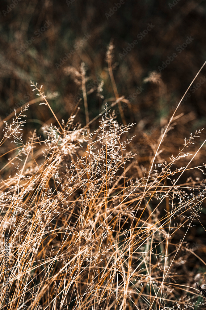 Fototapeta premium close up of dry grass