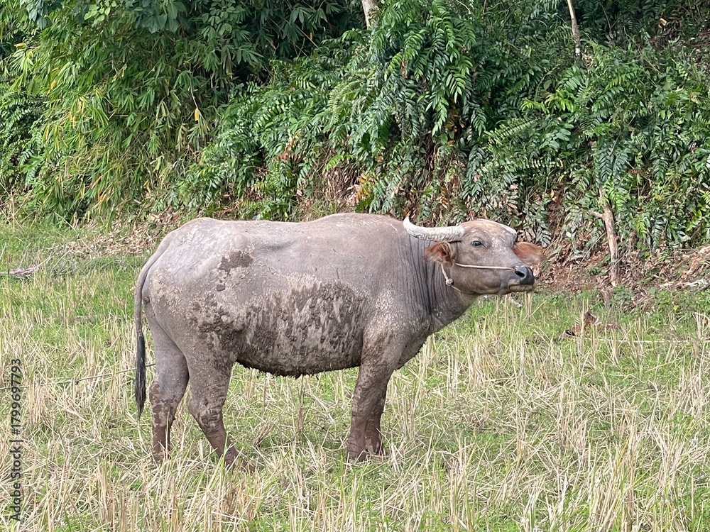 Naklejka premium Water buffalo standing in a field. The animal is covered in mud and has a rope around its nose