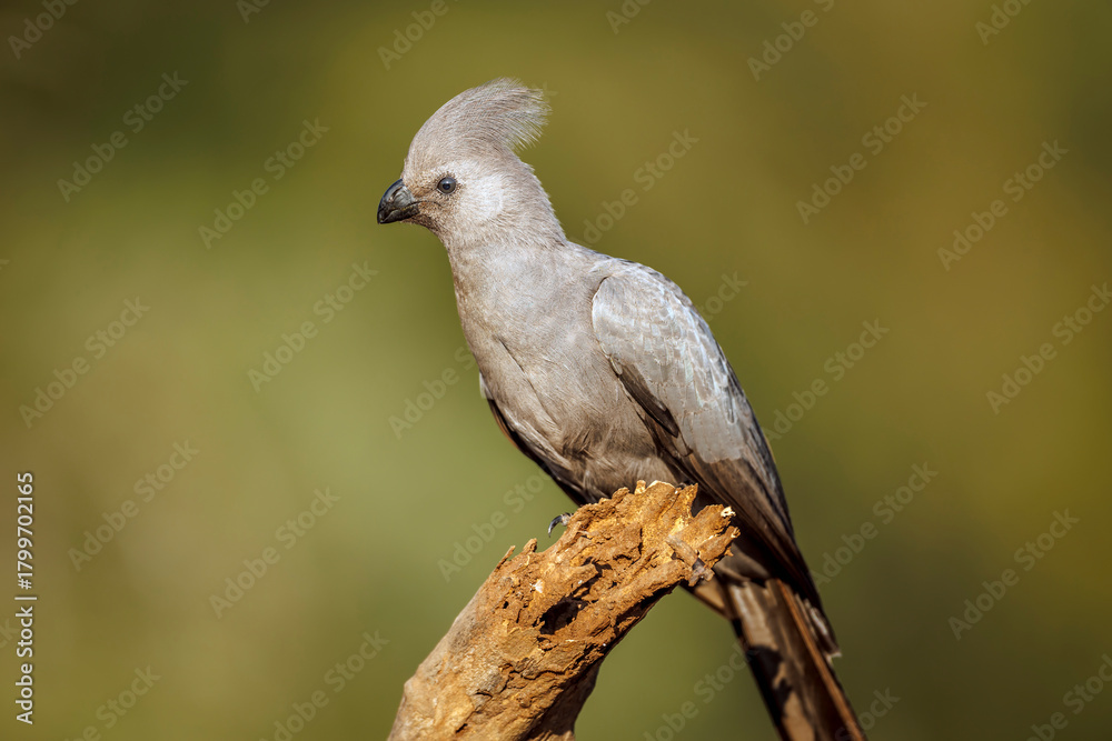 Fototapeta premium Grey go away bird sanding on a log side view in Kruger National park, South Africa ; Specie Corythaixoides concolor family of Musophagidae
