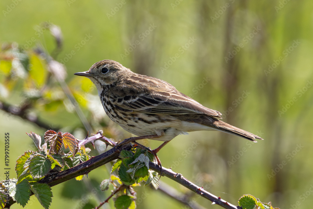 Fototapeta premium Adult Meadow Pipit (Anthus pratensis) in European grasslands