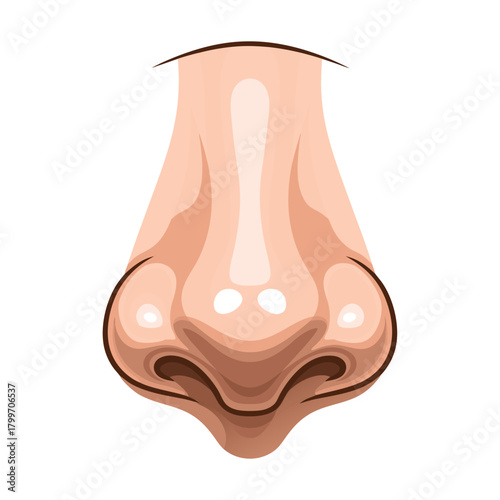 Detailed human nose vector illustration showcasing anatomical structure in clean graphic style