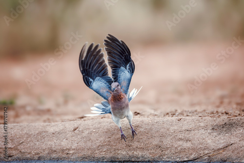 Laughing Dove in flight front view in Greater Kruger National park, South Africa ; Specie Streptopelia senegalensis family of Columbidae
