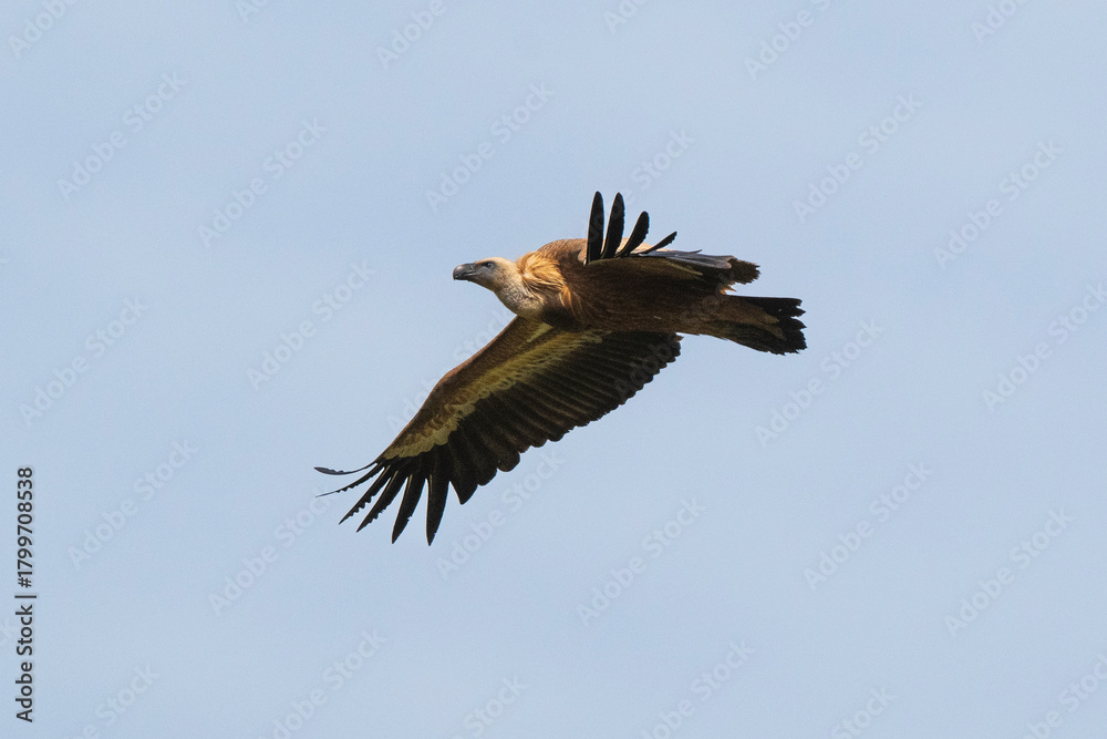 Fototapeta premium Vautour fauve