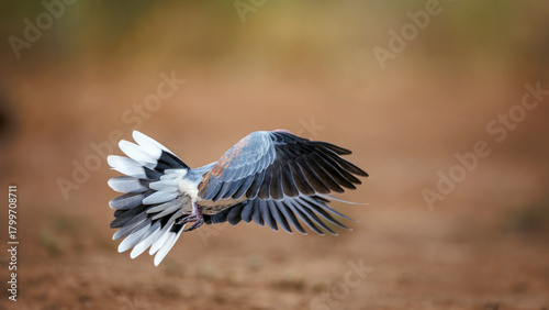 Laughing Dove in flight in Greater Kruger National park, South Africa ; Specie Streptopelia senegalensis family of Columbidae