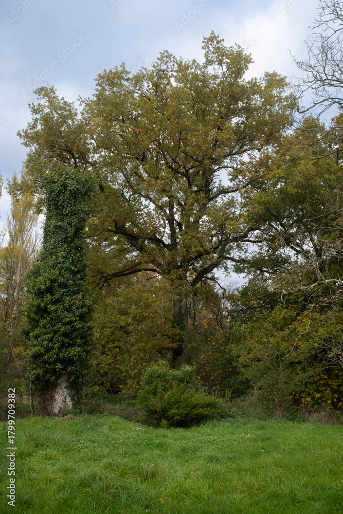 Obraz premium chêne, arbre mort, lierre, Hedera helix