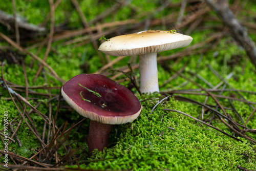 russule xérampéline, russule feuille-morte, Russula xerempelina, champignon
