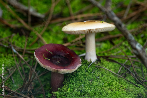 russule xérampéline, russule feuille-morte, Russula xerempelina, champignon