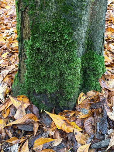Moss on the tree in autumn time
