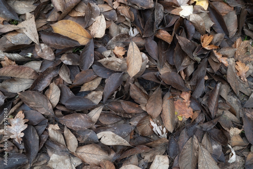Fototapeta premium autumn leaves background