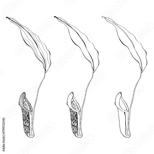 Hand drawn Nepenthe. Carnivorous Plant. Vector set.