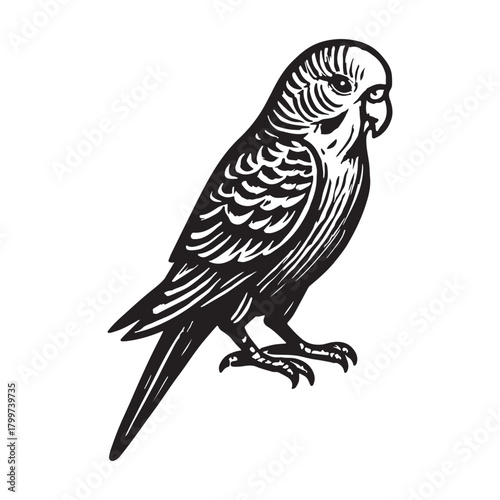 Elegant black and white woodcut style illustration of a budgerigar, a charming small parrot often kept as a beloved pet, captured with intricate detail showcasing its unique natural beauty and grace