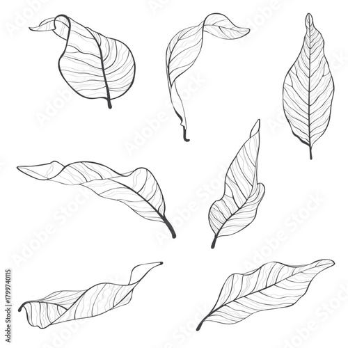 Line magnolia leaves set. Floral spring leaves. Isolated illustration element. Hand drawing wildflower for background, texture, wrapper pattern, frame or border.