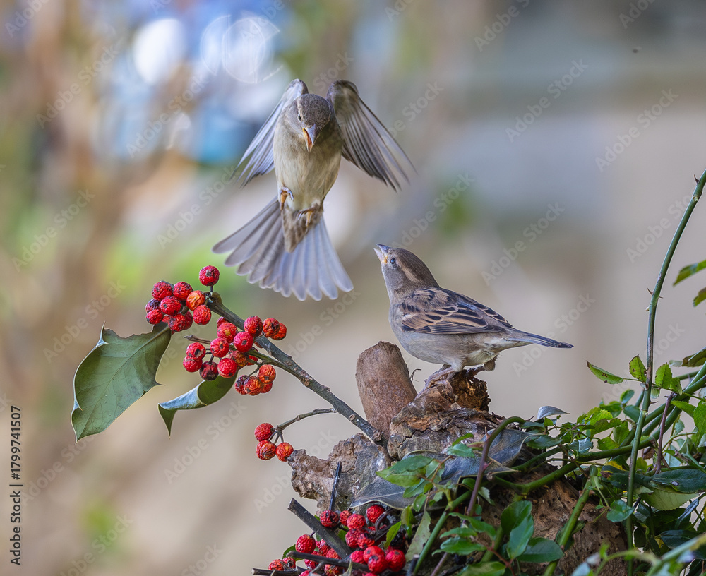 Naklejka premium Outrageous fights and struggles for food with exceptional postures!