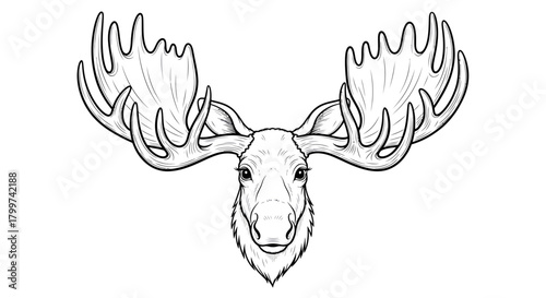 Majestic moose head line art detailed illustration outlined mammal drawing vector graphic design