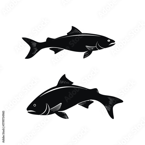 shark vector illustration - Shark vector silhouette on white background 
