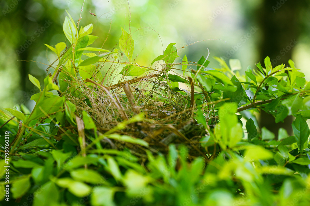 Obraz premium A bird's nest nestled in lush green foliage, a symbol of nature's beauty