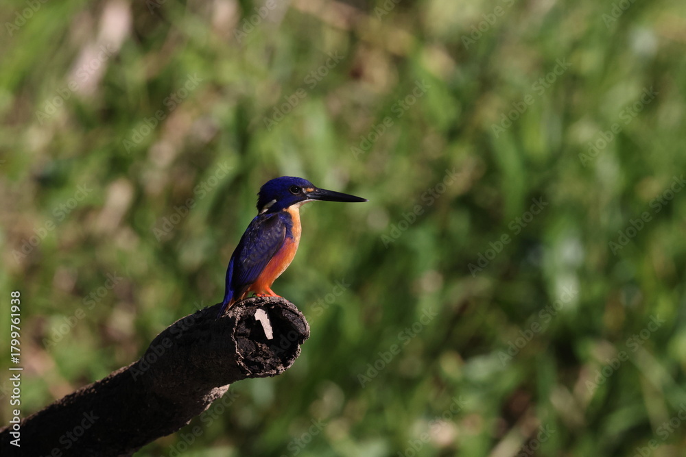 Fototapeta premium Australian Azure Kingfisher Queensland, Australia