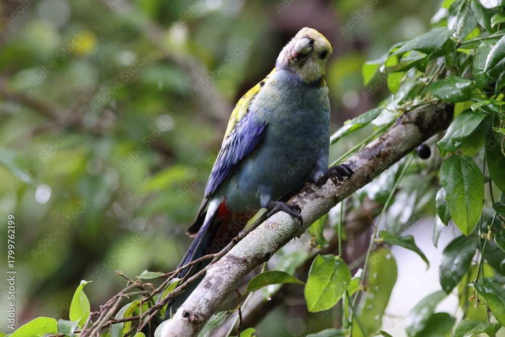Obraz premium Pale-headed rosella foraging for food Queensland, Australia