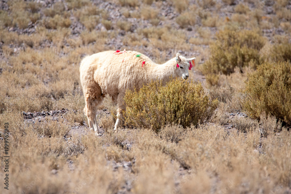 Naklejka premium White llama feeding on dry bushes in Chile