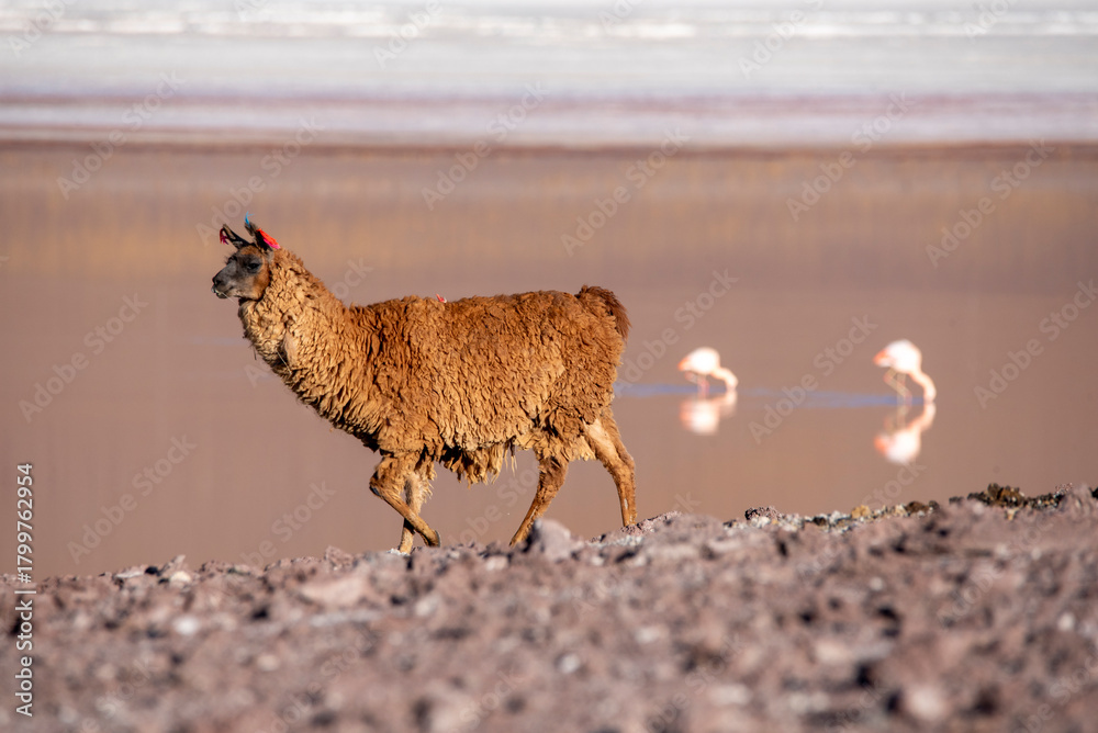 Obraz premium Brown llama walking in front of the laguna colorada in Bolivia