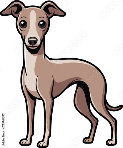  Cute cartoon a illustrator vector ltalian greyhound