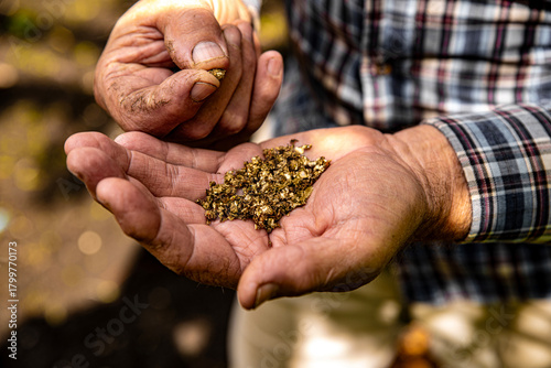 Elderly man's hands holding gold sand, small pieces of gold nuggets. Gold sand panning from placer deposit