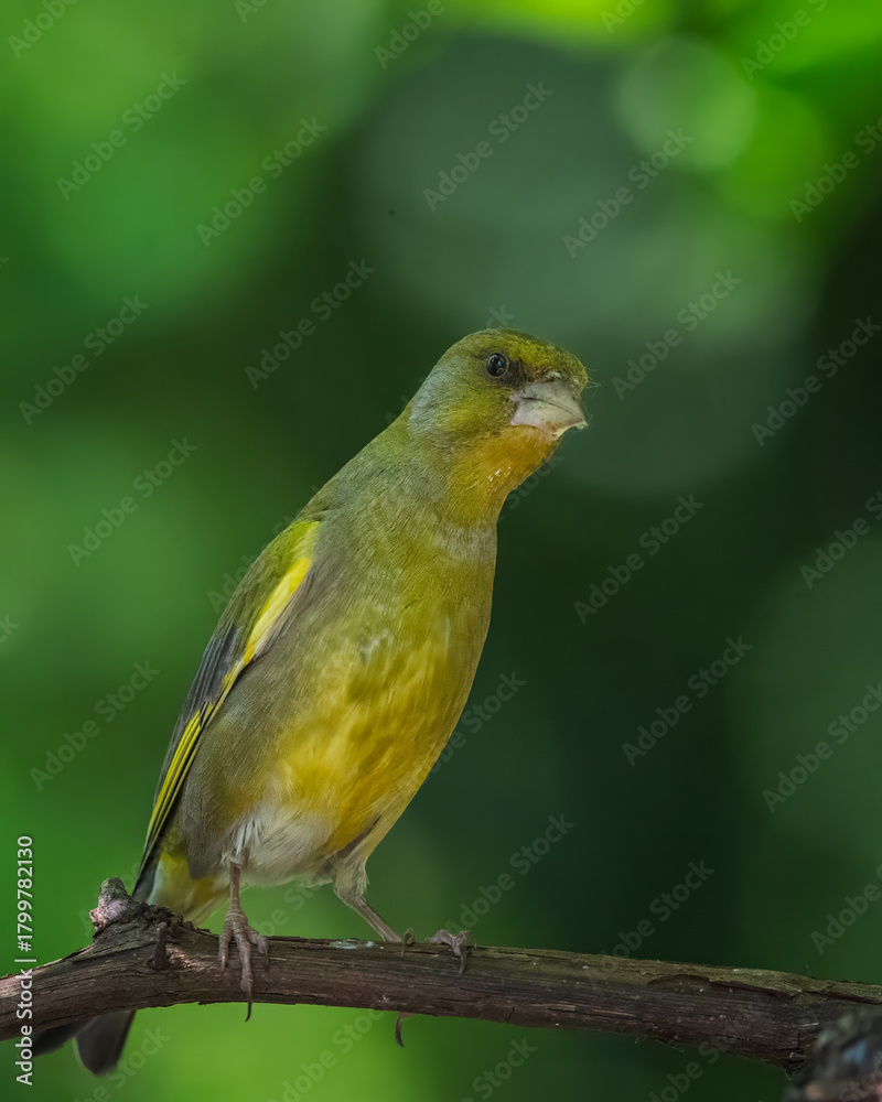 Fototapeta premium bird