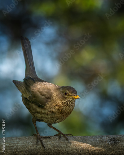 Bird
