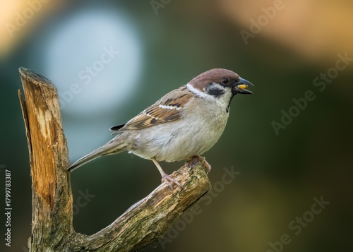 Bird