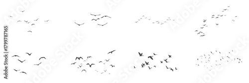 Birds black silhouettes flying, flock flight movement in sky set on white background. Pigeons and crow migration, swallow and goose fly in air above, birds swarm speed gliding vector illustration