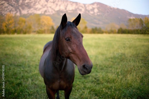 brown horse in the field shallow depth of field