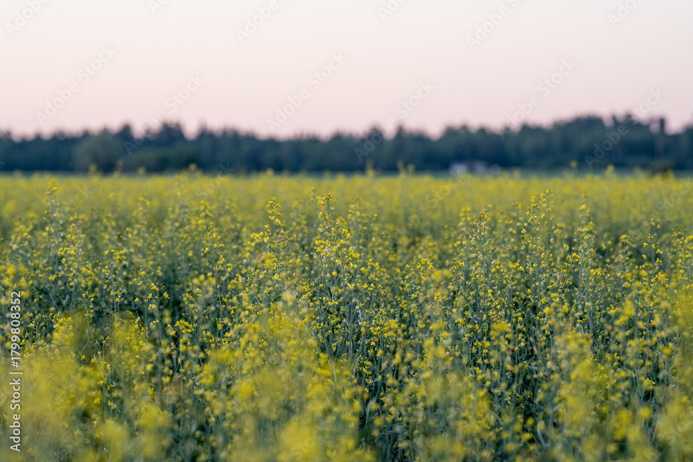 Obraz premium Blooming field of yellow rapeseed in a summer evening. Farming in the countryside. Forest and sky in the backround.