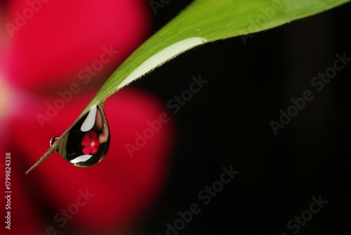 water drops and dew on pink flower petal background.Macro picture after the rain
