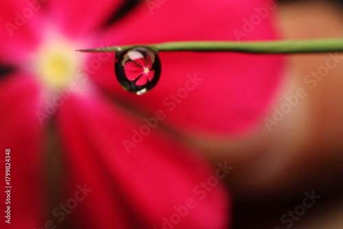 water drops and dew on pink flower petal background.Macro picture after the rain