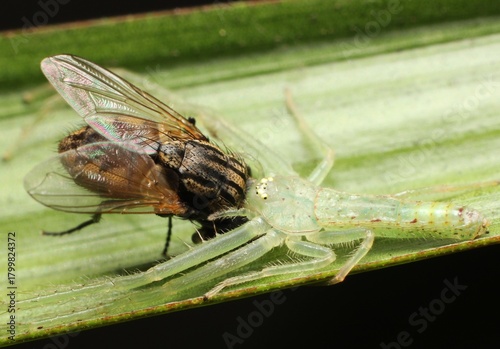 While spiders feast primarily on insects, some large spiders have been known to eat worms, snails, and even small vertebrates like frogs, lizards, birds, and bats.