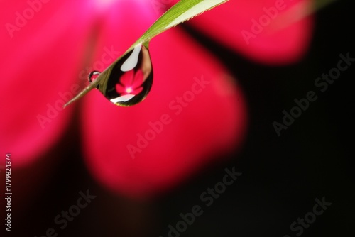 water drops and dew on pink flower petal background.Macro picture after the rain