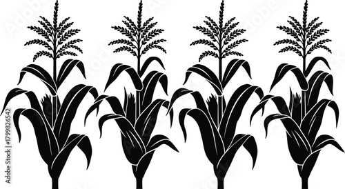 Corn plant silhouettes, maize stalks, agricultural crop illustration, farming vector, food production design, black silhouette, botanical drawing, harvest icon, agriculture graphic