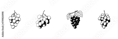 Grape Bunches Doodle Sketch Set. Viticulture And Wine Production In Hand Drawn Style Collection. Detailed Botanical Illustrations Of Grapes. Isolated Vector Illustration