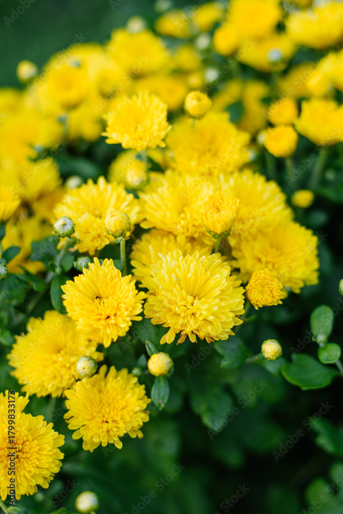 Fototapeta premium Close View of Yellow Chrysanthemum in Bloom