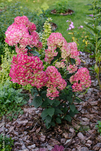 Blooming Panicle Hydrangea Framboisine in Landscape Garden
