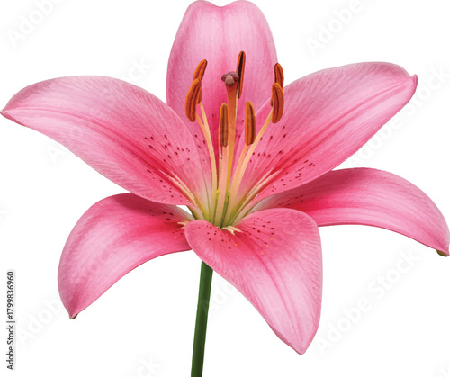 Pink lily flower isolated on white background