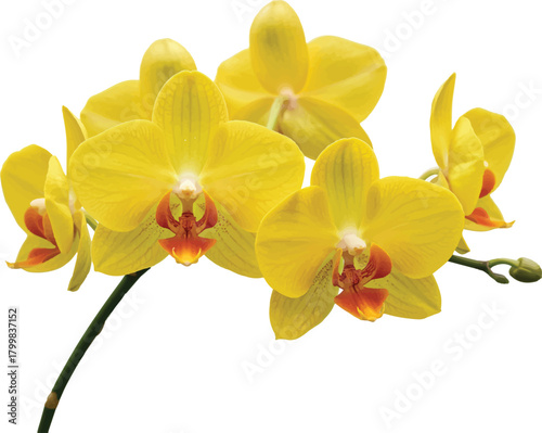 Yellow orchid isolated on white background