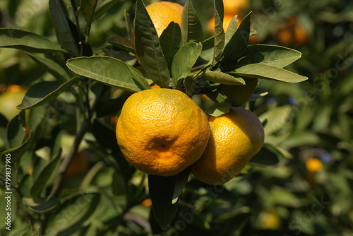 Close-up of ripe tangerines...