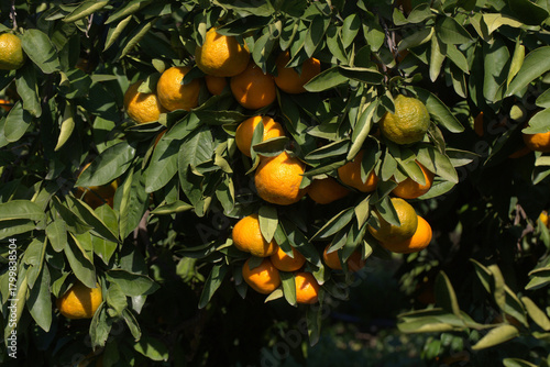 Close-up of ripe tangerines...