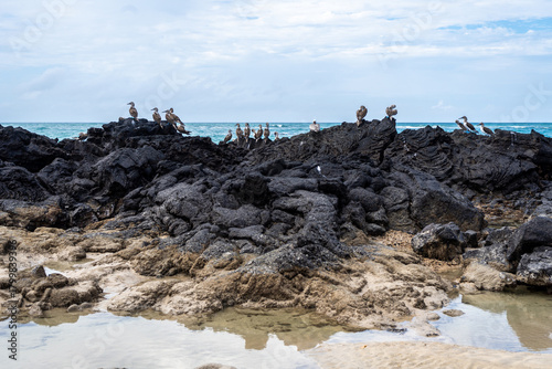 Konstfotografi Blue-footed booby birds on lava rocks at Isabela Island, Galapagos, Ecuador