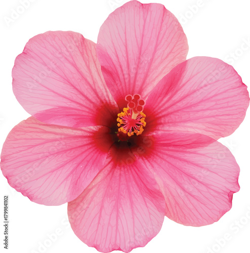 Pink cosmos flower isolated on a white background