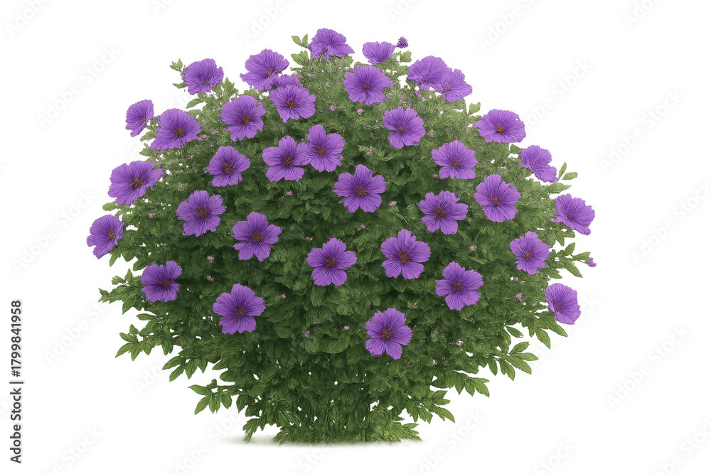Fototapeta premium Blooming purple flowers creating a vibrant garden bush plant with green leaves and a transparent background