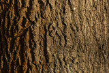 Zbliżenie na fakturę kory drzewa w ciepłym świetle słońca