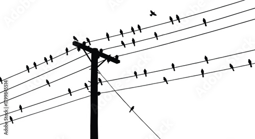 Birds perched on utility pole silhouette vector, flying and resting illustration, electricity infrastructure artwork, urban wildlife interaction concept, minimalist black and white design