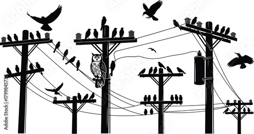 Birds perched on utility poles silhouette vector, owl among flock illustration, flying and resting artwork, electricity infrastructure concept, urban wildlife interaction scene